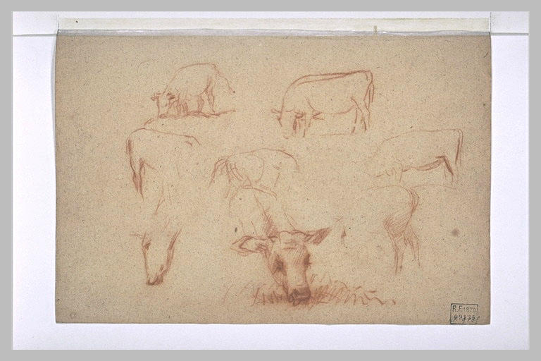 Etudes de vaches paissant