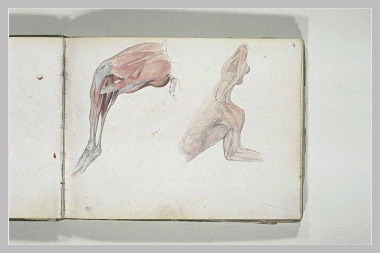 Etudes partielles d'écorché de chien