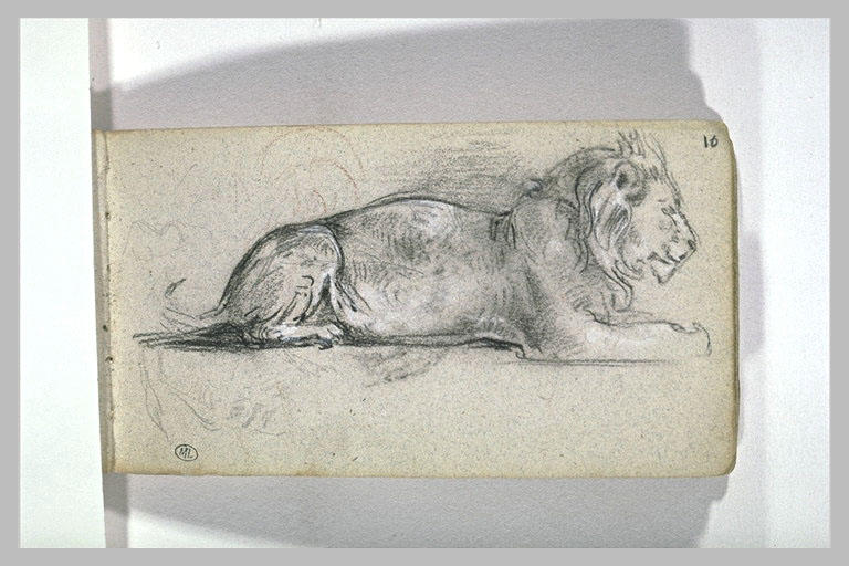 Etude de lion