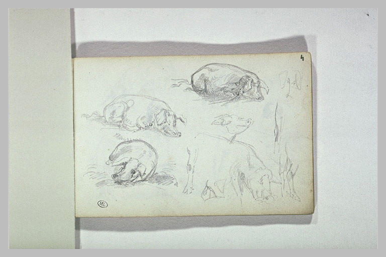 Croquis d'animaux