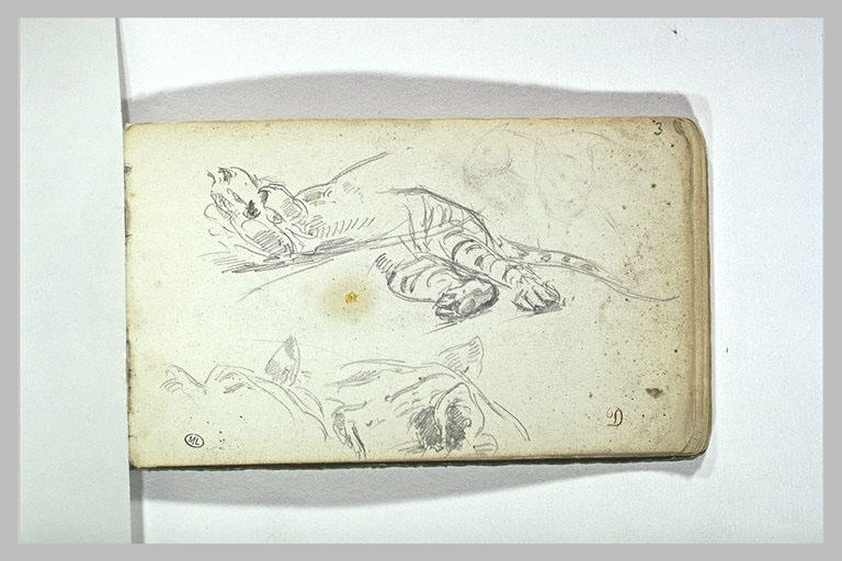 Etudes de fauves, et de pattes de félins