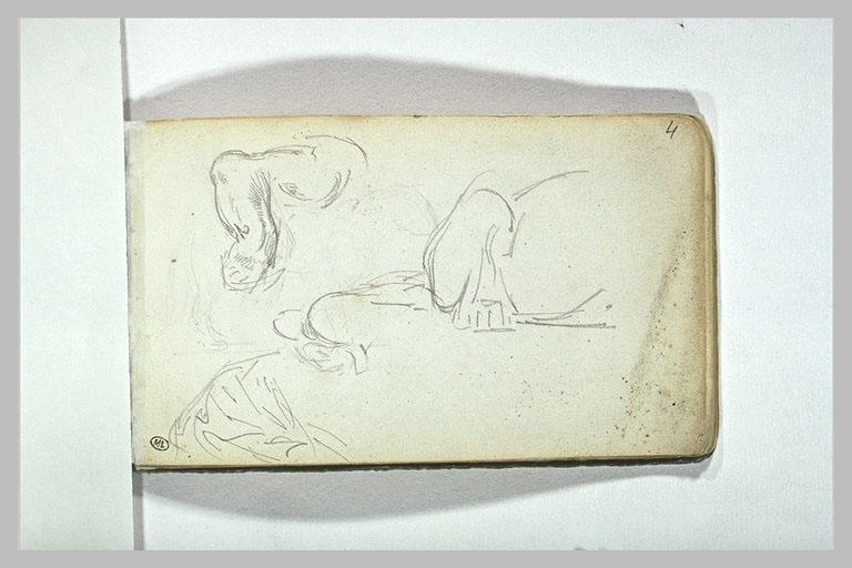 Croquis de fauves