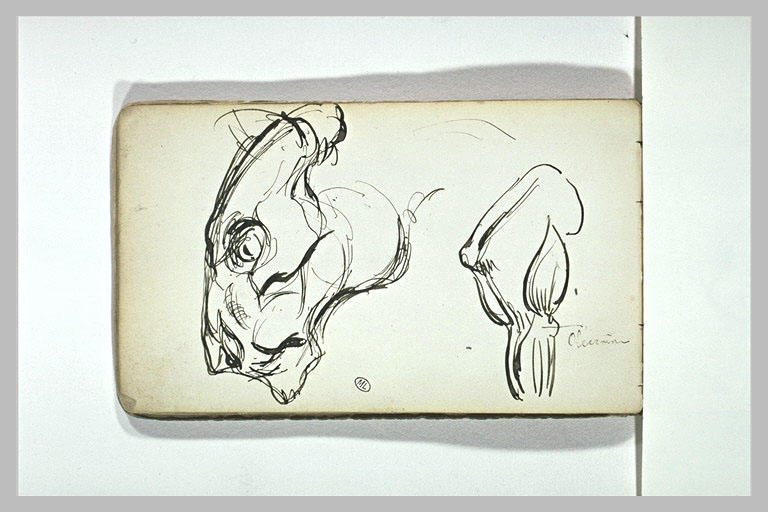 Tête et patte de félin