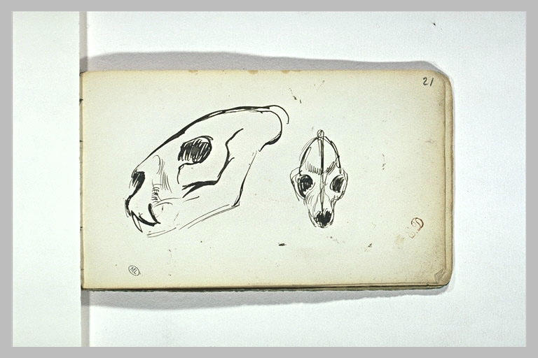 Crâne de félidé