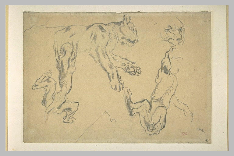 Lionne couchée, et études de fauves écorchés