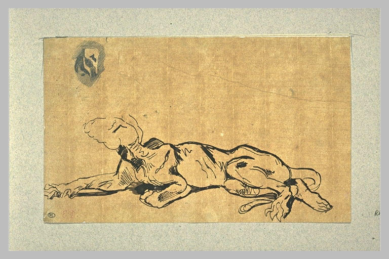 Etude de lion écorché