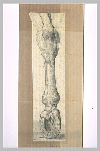 Etude de jambe de cheval