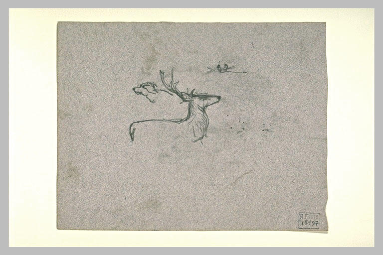 Un cerf, et une tête de chien