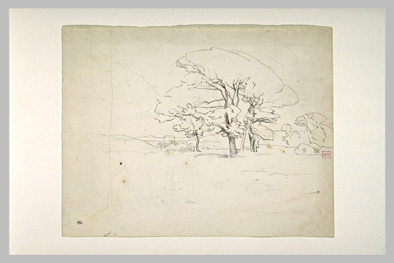 Bosquet d'arbres dans une plaine