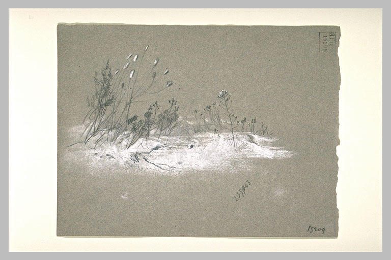 Graminées se détachant sur un terrain enneigé