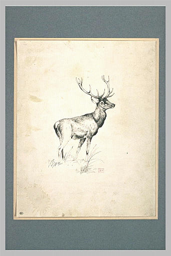 Cerf