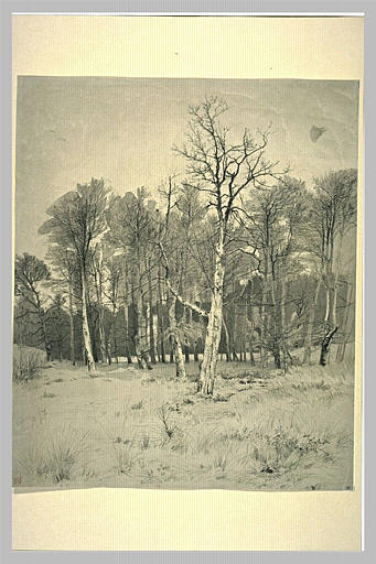 Bois en hiver, les arbres dépouillés de leurs feuilles