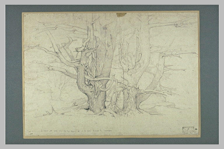 Arbres sans feuilles