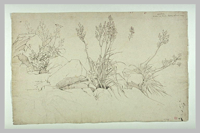 Etude d'asphodèles parmi des rochers