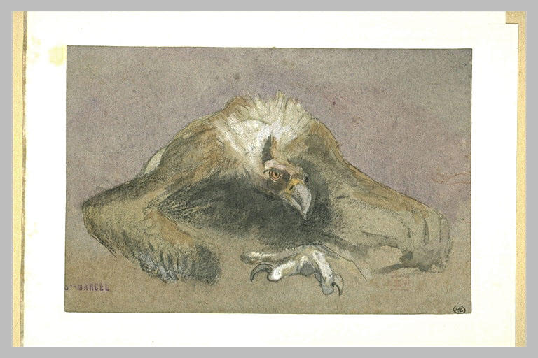 Aigle couché au sol