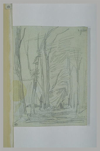 Allée d'arbres