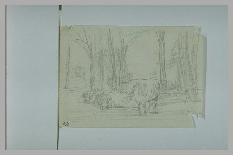 Vaches parmi des arbres