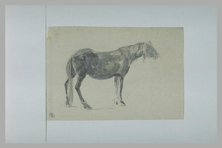 Cheval gris tourné à droite