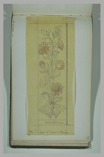 Ornement végétal : soucis