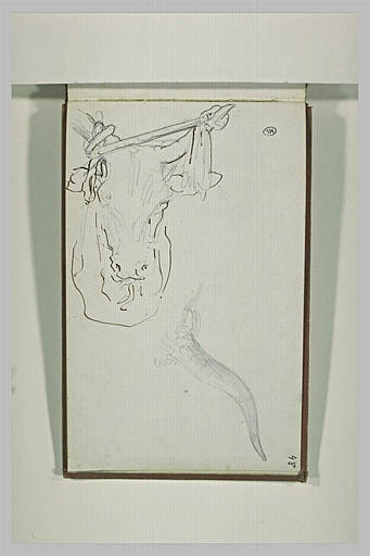 Tête et corne d'un bovidé