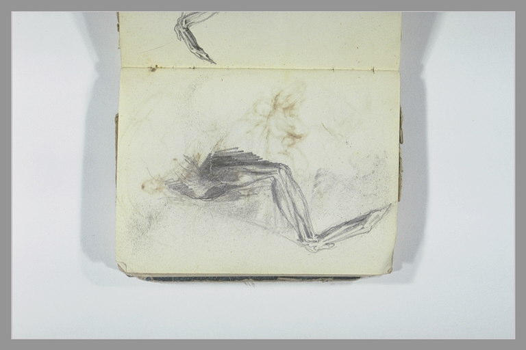 Ecorché d'une aile d'oiseau