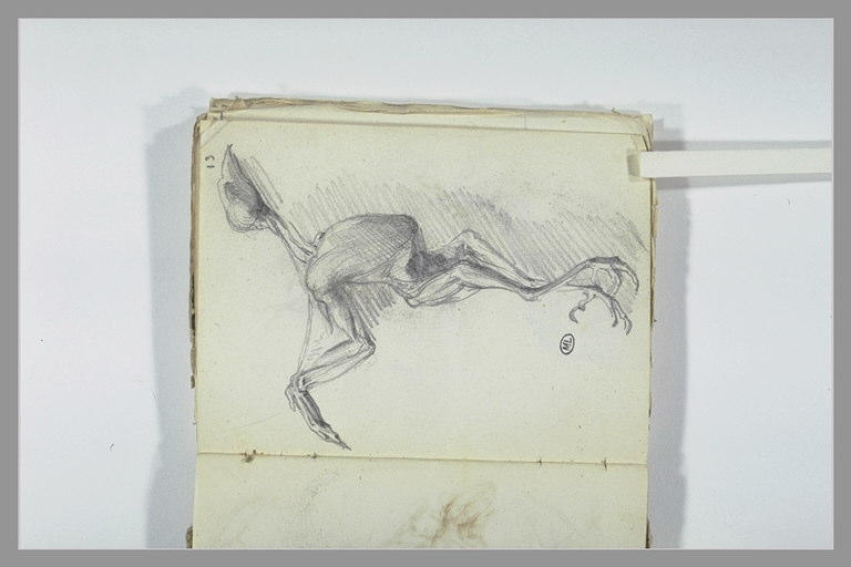 Ecorché d'un oiseau