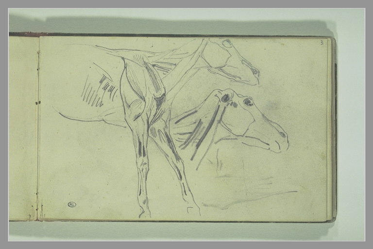 Avant-train de cheval écorché, avec reprise de la tête