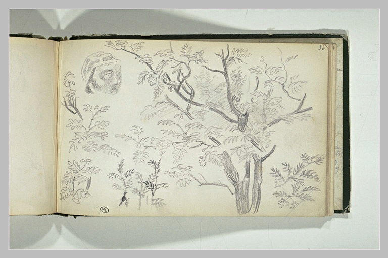 Tête d'homme et arbres