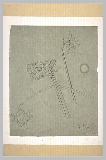 Trois tiges de narcisse