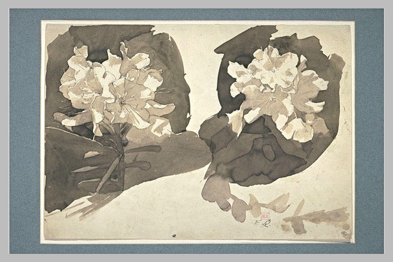 Deux fleurs de rhododendron avec feuilles