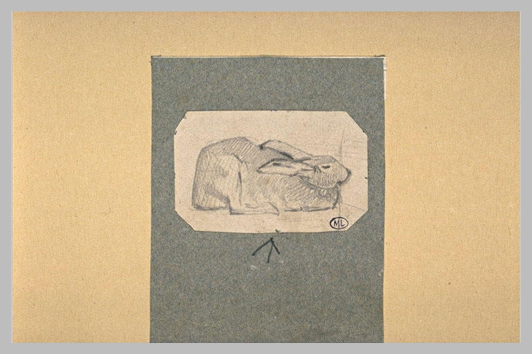 Lapin, de profil à droite