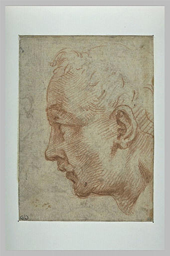 Tête de profil