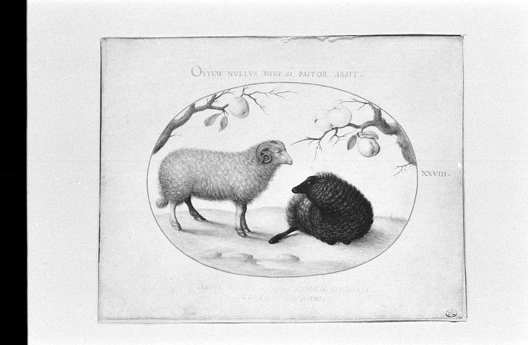 Bélier blanc et mouton noir près d'un pommier et d'un oranger