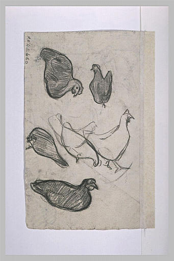 Croquis de poules