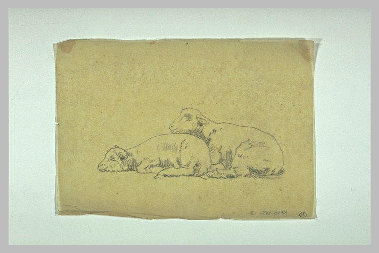 Deux moutons