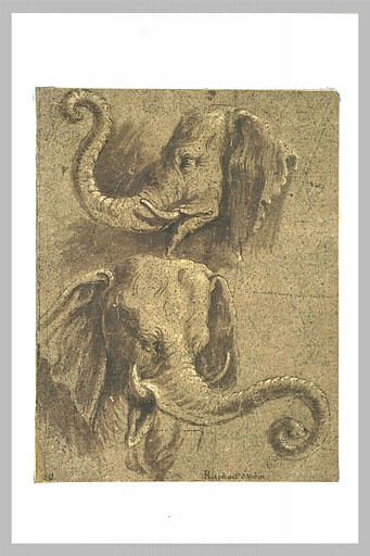 Deux études de têtes d'éléphants