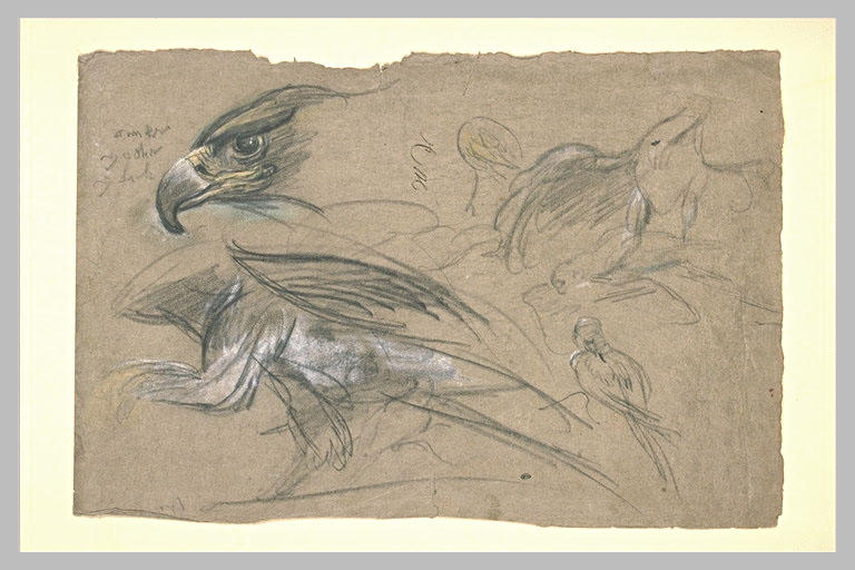 Etude d'oiseaux
