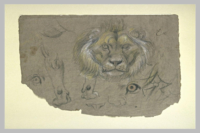 Tête de lion, vue de face, et étude des yeux et de pattes