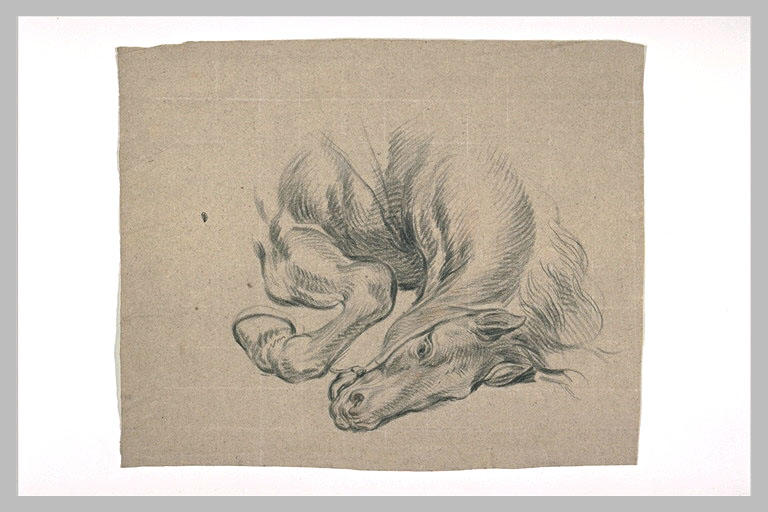 Etude partielle de cheval
