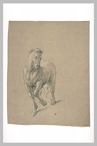 Etude de cheval