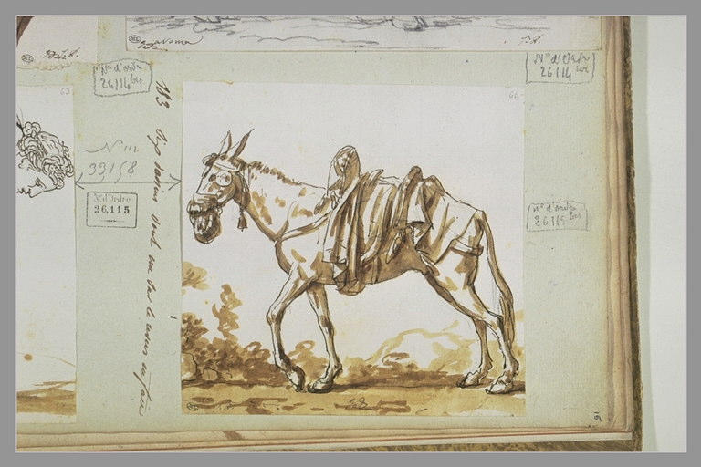 Etude d'un mulet marchant