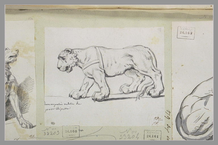 Etude d'une lionne marchant vers la gauche