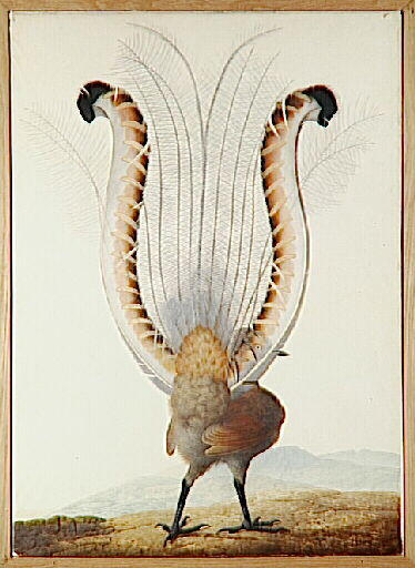 Oiseau lyre