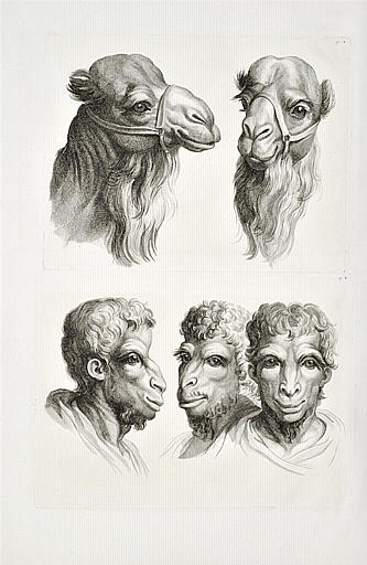 Deux têtes de chameaux et trois têtes d'hommes en relation avec le chameau.