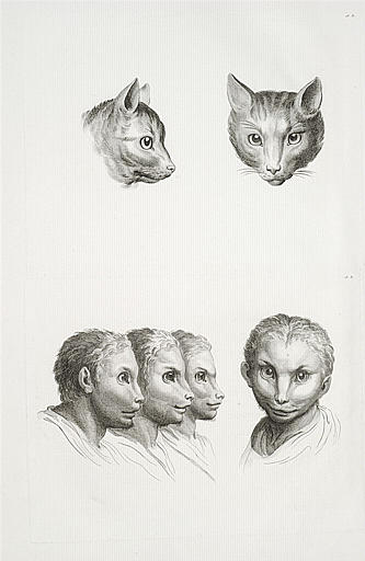 Deux têtes de chat et quatre têtes d'hommes en relation avec le chat.