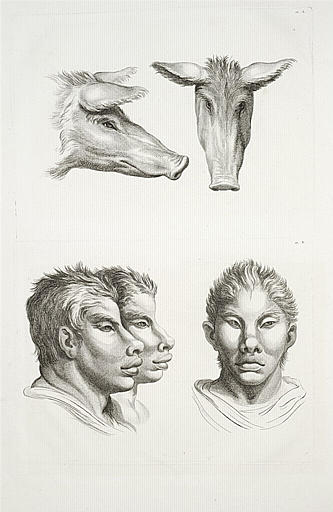 Deux têtes de cochon et trois têtes d'homme en relation avec le cochon.
