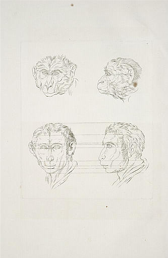 Deux têtes de singes. Deux têtes d'homme en relation avec le singe.