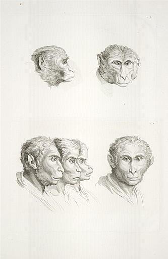 Deux têtes de singes. Quatre têtes d'hommes en relation avec le singe.