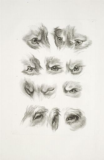 Yeux de renard et de pourceau