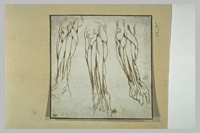 Etude de trois bras écorchés